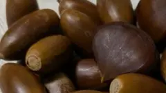 どんぐり 約30個　栗5個 茶色 自然素材