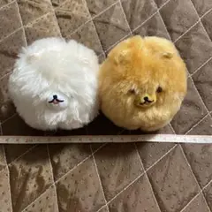 ⬜︎ぶるぶる！ポメラニアン