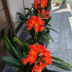君子蘭 ③