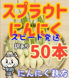 スプラウトにんにく 発芽にんにく 訳あり50本 にんにく親方