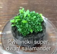 2025年最新】Salamander ビカクシダの人気アイテム - メルカリ