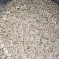 陸稲のコシヒカリ種籾20キロ