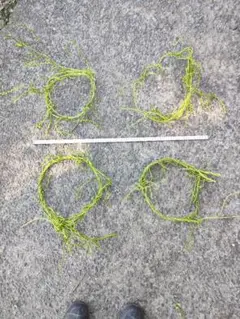 Item thumbnail for item 357d3f62-5b4c-4201-bc8d-76eac0d2ce1b