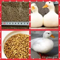 大感謝セール★大袋 13kg【アヒル・コールダック用飼料・ペレット】　BC-6 ノーサンZOOfoodボレー粉あひるコールダック水鳥用餌の通販 by