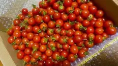 熊本産ミニトマト1キロ