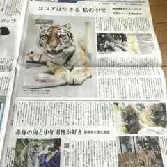 ココアは生きる 私の中で　北海道新聞記事　８月2日