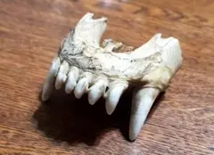 Item thumbnail for item 3a0e0a1c-3ed2-4282-9942-29e34ebca3aa