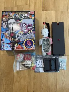 人体模型 おもちゃ