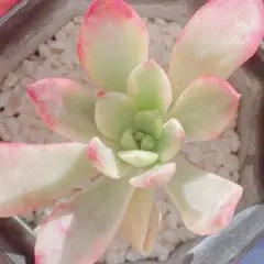 29 多肉植物 ミニベル錦 極美斑 極美苗♡