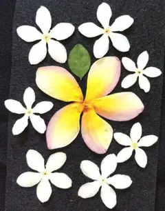 押し花 プルメリア＆セイロンライティア