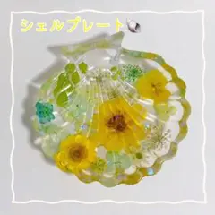 No.363⭐️固まるハーバリウム✨️ シェルプレート トレイ 貝がら 訳あり