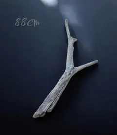 Item thumbnail for item d41167ea-7a67-495e-9c02-9e5f42f1813a