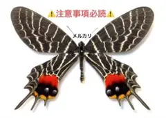 シボリアゲハ（1オス、インド産） 蝶の標本コレクション！シボリアゲハ - 三宝堂オンラインショップ