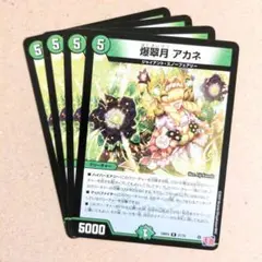 爆翠月 アカネ　4枚