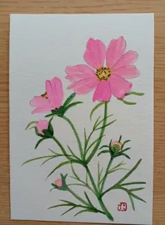 コスモスの水彩画 ハガキサイズ