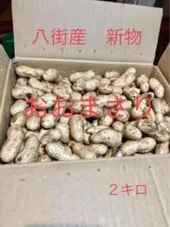 八街産 限定⑦新物おおまさり2キロ
