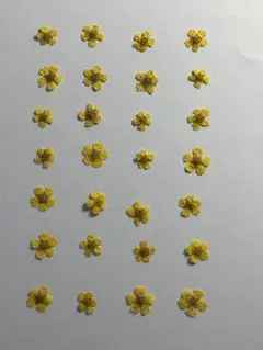 押し花素材パック　コデマリ（イエロー）28個入 No1073