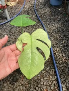 ハ*げ様 超極美　モンステラデリシオーサ　フルミント　ボトム部分より2節、葉2枚 ハ*げ様 超極美 モンステラデリシオーサ フルミント ボトム部分