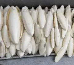 鳥類やカタツムリのカルシウム摂取 カトルボーン