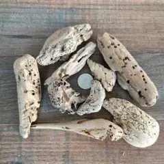 Item thumbnail for item f9863b51-c0dd-4edd-8639-2a34c6e86b31