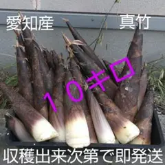 ⭐️つっちゃん アウトレット筍10キロ 箱込み　クール 2025年最新】竹の子 10kgの人気アイテム - メルカリ