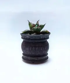 山中勇人 鉢 陶器鉢 植木鉢 山中勇人 植木鉢 陶器鉢 y鉢 作家鉢
