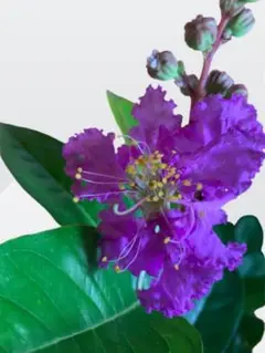 オオバナサルスベリ　鉢植え　開花中 大株　80cm 現品　9-1 オオバナサルスベリ鉢植え開花中 大株80cm 現品9-1