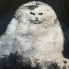 ミュベール　猫ティシャツ
