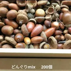どんぐりmix　200個