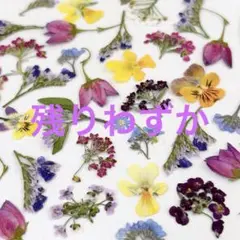 押し花ミックスセット