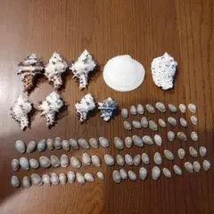 貝殻セット