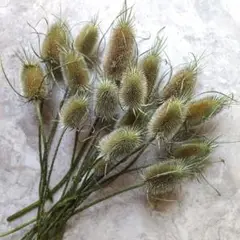 ドライフラワー　チーゼルフロナム