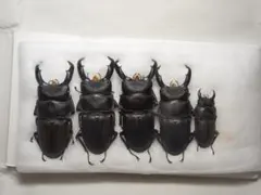 スジブトヒラタ 5♂ *即日配送