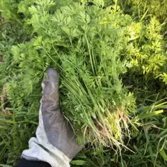 Item thumbnail for item ddfcc8d9-4316-45ae-8121-ecc5dbeded79