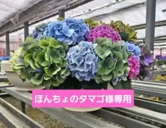 2025年最新】鬼木 紫陽花の人気アイテム - メルカリ