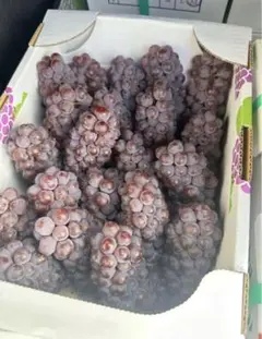 山形県産 デラウェア 葡萄 ぶとう 2kg