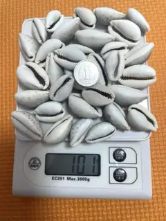 タカラガイ　貝殻　　100g