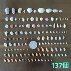 小さい貝殻コレクション 巻貝