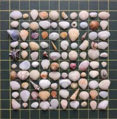 小さな貝殻　個性的アソートJ　天然素材　ハンドメイド