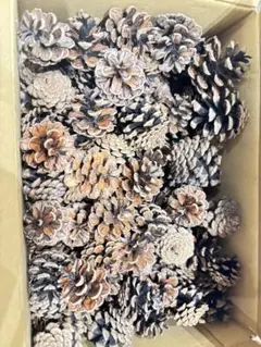松ぼっくり 約100個