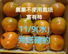 ●農薬不使用栽培「富有柿11/9(水)収穫」(大阪府)