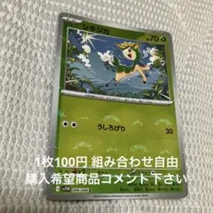 シキジカ　モンボレア　在庫1