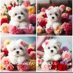 マルチーズ❤　フラワー　花束　ブーケット　花柄　カーネーション　母の日