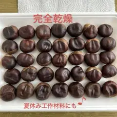 とちの実 約2.8〜3.3㎝前後 35個 きれいめ no.28