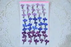 押し花　ロベリア45枚