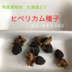 ヒペリカム 種 宿根 越冬 切り花 茶花 無農薬 北海道産 木質化 強靭 種子
