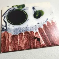 CELL.