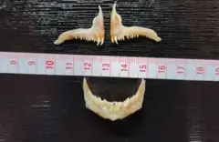 鯛歯骨㉕　顎骨　鯛牙　たい　標本　ハンドメイド　金継ぎ　不思議
