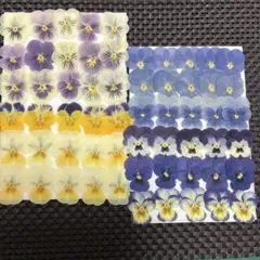 押し花素材☆ビオラ☆*:.。.♡