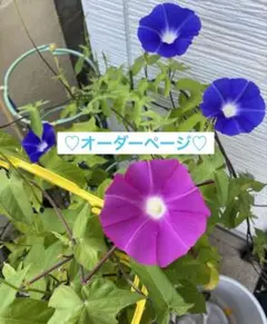 ！！くうーちん様♡オーダーページです！！